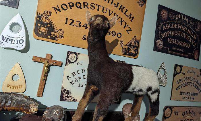 Ouija goat